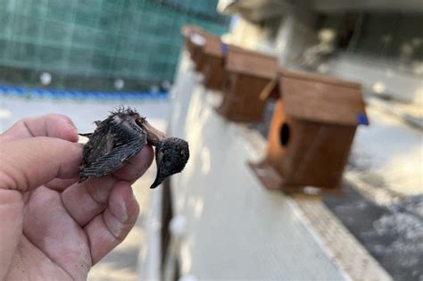 屋簷鳥|雨燕無家日｜施工移巢導致雛鳥成孤